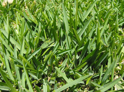Common Manatee Grasses