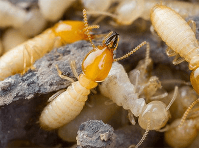 termites eating wood