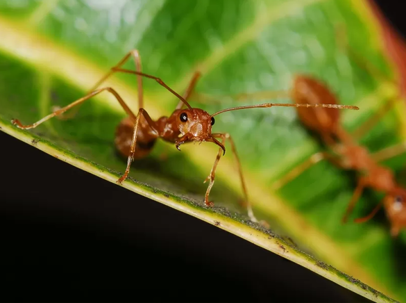 Ants eating a leaf