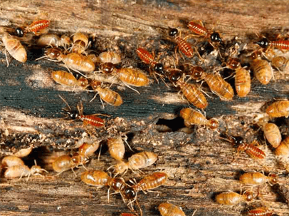 termite colony
