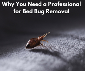 Why You Need a Professional for Bed Bug Removal