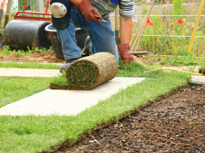 rolling out new sod for a lawn