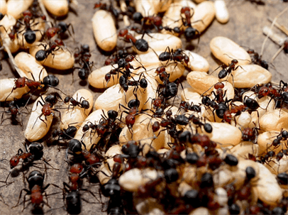 ant colony with eggs
