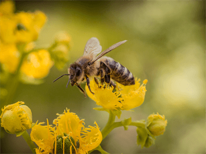 honeybee pollinating a flower