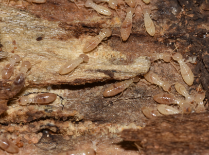 termite colony